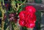 000_0916.JPG