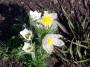 100_0005.JPG