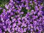 100_0007.JPG