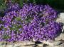 100_0008.JPG