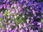 100_0017.JPG