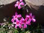100_0021.JPG