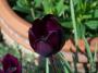 100_0591_25_4_10.jpg