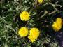 100_0593_25_4_10.jpg