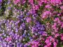 100_0594_25_4_10.jpg