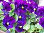 100_2036.JPG