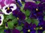 100_2037.JPG