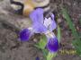 100_2420.JPG