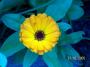 100_2421.JPG