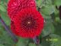 100_3185.JPG