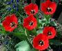 100_3959.JPG