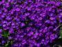 100_3964.JPG