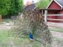 100_4194_13_05_2010.jpg