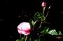 100_4209.JPG