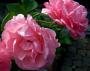 100_4558.JPG