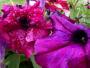 100_4845.JPG