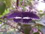 100_5412_14_07_2010.jpg