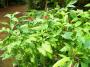100_5444_14_07_2010.jpg