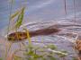 100_8414_14_11_2010.jpg