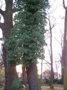 100_8483_14_11_2010.jpg