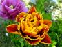 DSC08774.JPG