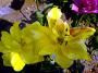 DSC08775.JPG