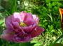DSC08776.JPG