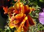 DSC08785.JPG