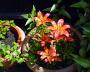 DSC08917.JPG