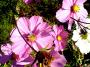 DSC09039.JPG