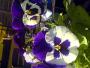 DSC09048.JPG