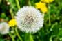 DSC_1721k.JPG