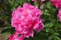 DSC_2886_06_06_2010.jpg