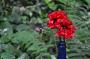 DSC_4517_14_07_2010.jpg