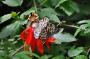 DSC_4591_14_07_2010.jpg