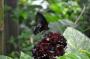DSC_4594_14_07_2010.jpg