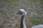 DSC_4875_17_07_2010.jpg