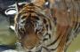 DSC_5130_20_07_2010.jpg