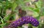 DSC_5555_01_08_2010.jpg