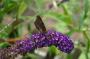 DSC_5556_01_08_2010.jpg
