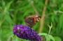 DSC_5560_01_08_2010.jpg