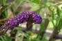 DSC_5562_01_08_2010.jpg