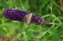 DSC_5569_01_08_2010.jpg