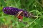 DSC_5570_01_08_2010.jpg