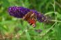 DSC_5575_01_08_2010.jpg