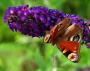 DSC_5575_z_01_08_2010.jpg