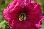 DSC_5609_01_08_2010.jpg