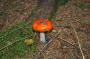 DSC_6129_12_08_2010.jpg