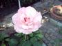 IMAGE0002.JPG.JPG