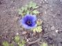 IMAGE0003.JPG.JPG